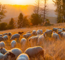 ovce, pastier a zapad slnka